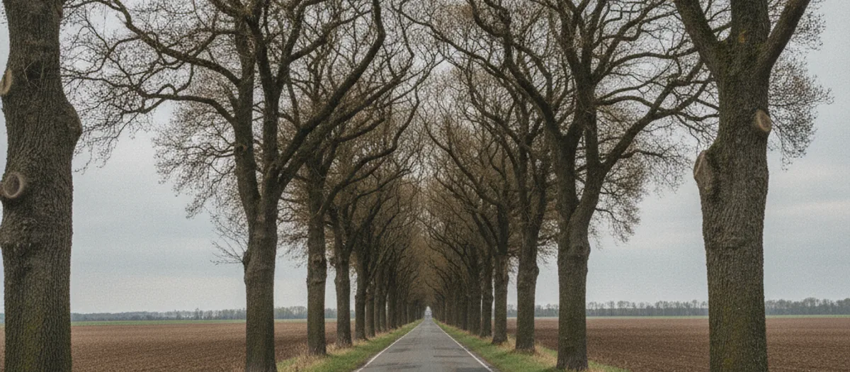 Allee aus alten Laubbäumen an einer geraden Landstraße zwischen weiten Feldern im Löwenberger Land